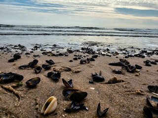 Am Hvidbjerg Strand in Dänemark