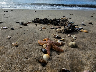 Am Hvidbjerg Strand in Dänemark