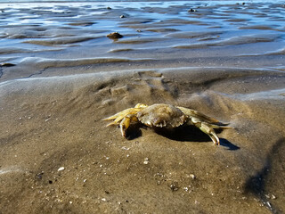 Am Hvidbjerg Strand in Dänemark
