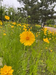 field of dandelions