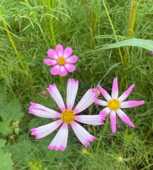 flowers in the garden