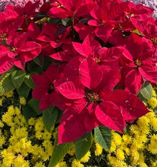 red poinsettia flower