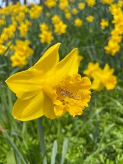 yellow flowers in spring