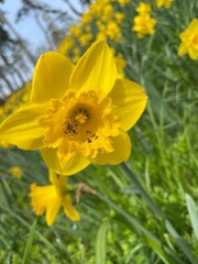 daffodils in spring