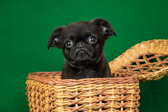 Portrait of Petit brabanson puppy dog in basket on green background