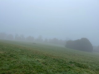 misty morning in the forest