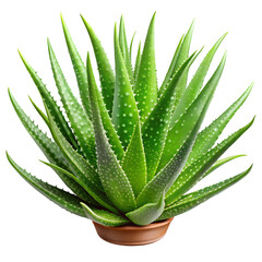 Fototapeta premium Aloe vera in tob isolated on transparent background