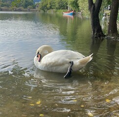 swan on the lake