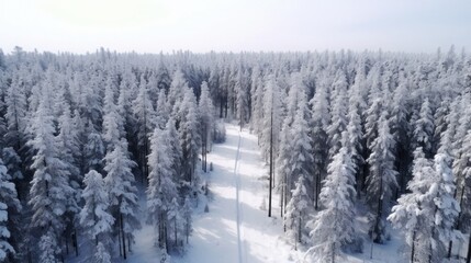 Snow-Covered Pine Forest Captured from Above on a Winter Day. Aerial view. Winter's stillness and natural landscapes. National Forest Day.