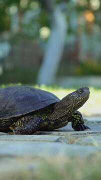 Turtle walking on the way. Vertical video