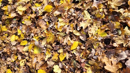 autumn leaves background