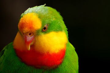 green winged macaw