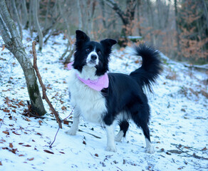 Pies rasy Border Collie