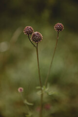 Nature's Minimalism: Faded Blooms in Focus