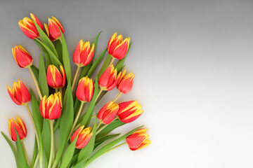 Springtime red and yellow tulip striped flower bouquet on gradient gray background. Dow Jones variety, symbol of Spring and Easter.