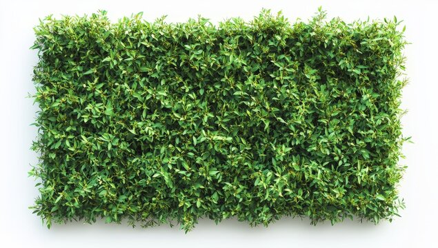 Lush green foliage, rectangular shape, top view.