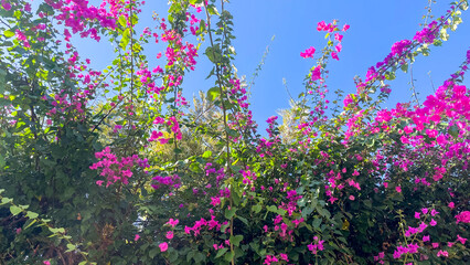 Pink bougainvillea flowers against a bright blue sky, showcasing the beauty of summer nature in a...