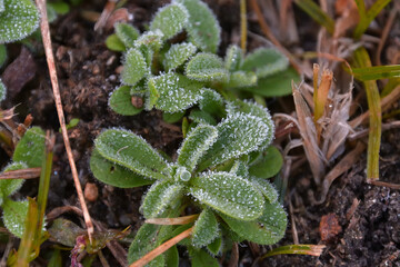 野草の葉っぱに白い霜がついている風景