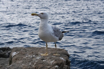 Seagull on the rocks by the sea