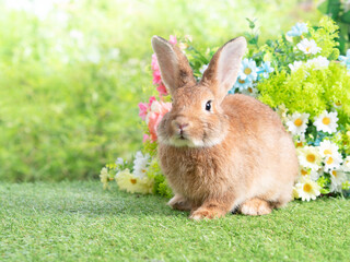 Brown cute rabbit sitting on artificial grass and flowers with green nature background. Lovely acting of young rabbit.