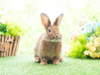 Brown cute rabbit sitting on artificial grass and flowers with green nature background. Lovely acting of young rabbit.