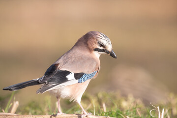 Fauna selvatica Capanno Nisida Poiana