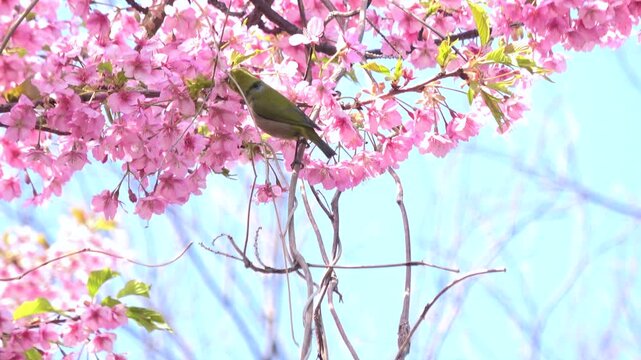 Warbling white-eye birds, Zosterops Japonicus, feed on nectar of cherry flowers and fly away in Japan. 4K