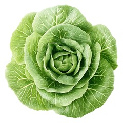 Obraz premium Fresh Green Cabbage Isolated on White Background - High-Quality Stock Image
