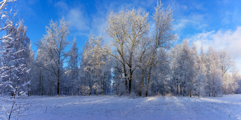 Sunny winter day. Trees covered with snow.  Landscape with trees