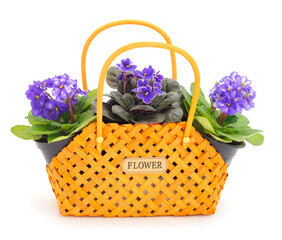  Saintpaulia in a basket.