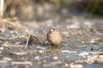 Fauna selvatica Capanno Nisida Poiana