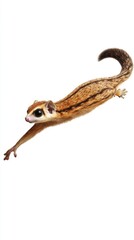 Fototapeta premium A flying squirrel gliding gracefully through the air with outstretched limbs.