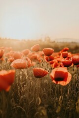 A field of vibrant red poppies in full bloom, with the sun setting background