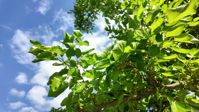 white mulberry tree Morus, family Moraceae against a blue sky background