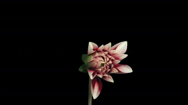 Time lapse of blooming red white dahlia with ALPHA channel