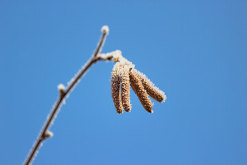 Frost on a hazelnut twig in the morning