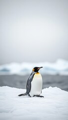 Fototapeta premium A solitary emperor penguin stands on ice against a blurred icy landscape and ocean backdrop.