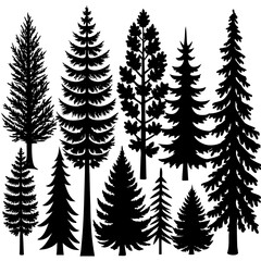 Obraz premium silhouettes of trees