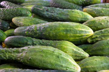 Close View Of Many Fresh Green Cucumbers Texture.