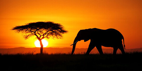 Obraz premium Elephant silhouette at sunset in African savanna.