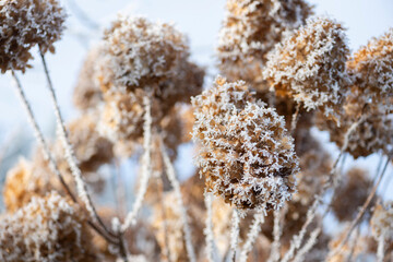 Eiskristalle auf Schneeballhortensien, Frost und Kälte im Winter.