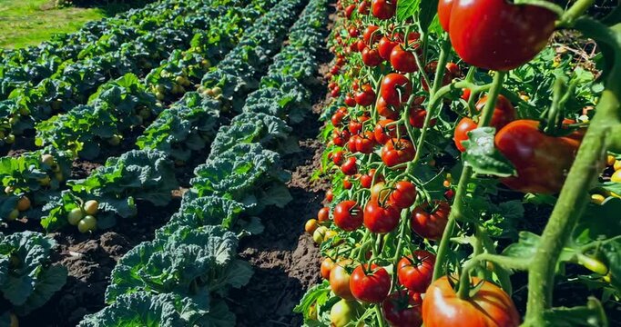 Lush organic tomato and vegetable farm with ripe red tomatoes on vines and fresh green crops growing in a fertile field under bright sunlight.