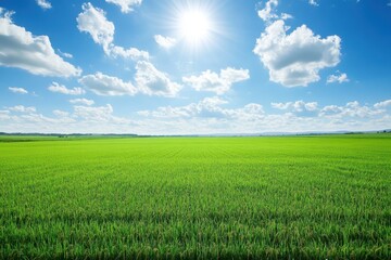 Obraz premium Sunny day over vast green field. (8)