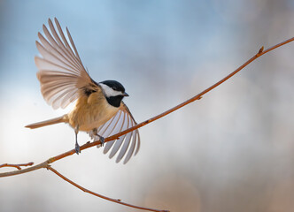 Carolina chickadee with wings spread launching into flight from a tree branch