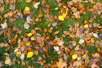 Numerous wet fallen leaves on green grass in November