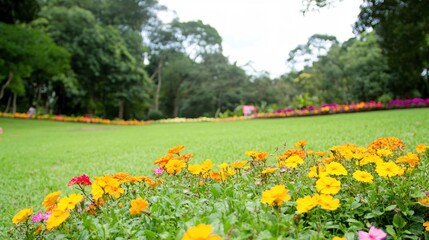 Fototapeta premium Vibrant Flower Bed in Lush Green Park with Colorful Blossoms Under Clear Sky