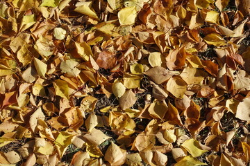 Brown and yellow fallen leaves of apricot on the ground in October