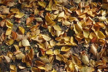 Orange and yellow fallen leaves of apricot on the ground in October