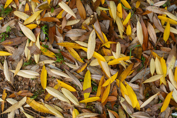 Vibrant fallen leaves of willow on the ground in November