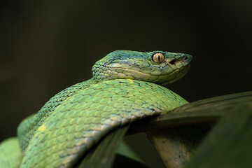 Bothriechis lateralis also side-striped palm pitviper or side-striped palm viper, portrait of green venomous snake in rainforest on dark background.